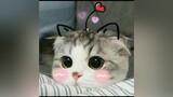 bé mèo cute hong nè (◕ᴗ◕✿)💖meocute