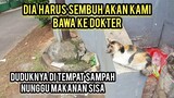 Astagfirullah Kucing Ini Matanya Mau Copot Melamun Menunggu Pertolongan Di Pinggir Jalan..!