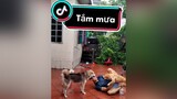 Tắm mưa...cunyeucuadua yeucho yeuchomeo cún cúncon chó chómèo chócon chókhôn yeuchomeo chócute pet dog dogsoftiktok doggo