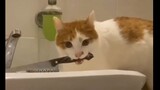 Binatang|007-Agen Rahasia Kucing Oranye
