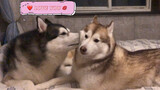 [Animal] [Dog] The Lovey-Dovey Couple