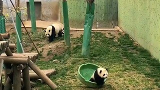 panda core