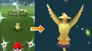 Shiny Pidgey in the wild evolves into Mega Pidgeot. New Mega Energy!