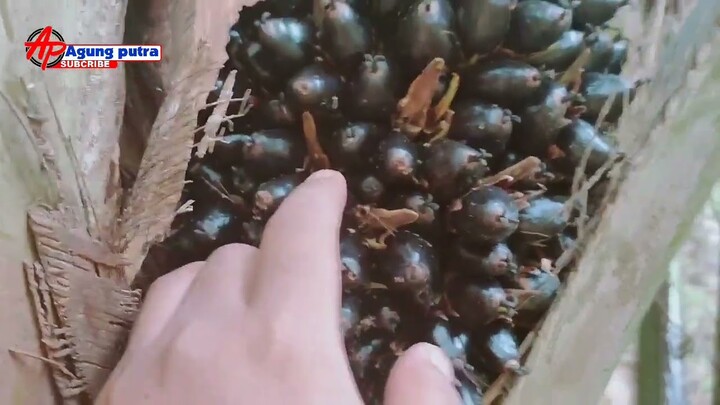 Riview kebun kelapa sawit karang agung sumsel