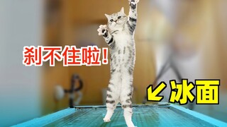 42度在家造溜冰场降温，猫上去直呼脚滑！