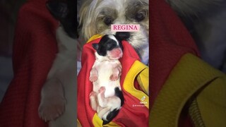 DARNA CAST : shihtzu dog version #darna #darlentina #janenella #narda #janedeleon #janellasalvador