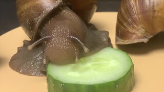 [Animals]Eating cucumber by giant Africa snail