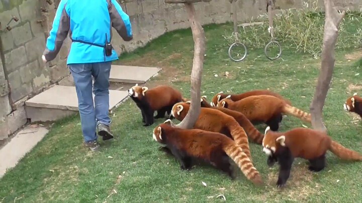 Three Red Pandas waved their big tails together