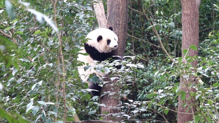 [Hewan] Mendengar suara kakek, Panda He Hua turun dari pohon