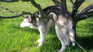 การรวบรวมลูกสุนัขฮัสกี้น่ารักตลกและ SOO 01 - Cutest Husky Puppy