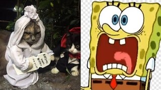 Lucu nya Kucing milik Sponsbob part.2