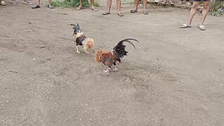 #supremo backyard breeder #native lang sakalam Talisay bantam 1.5kl 7 months parihas 1.5 #2 fight..