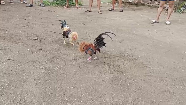 #supremo backyard breeder #native lang sakalam Talisay bantam 1.5kl 7 months parihas 1.5 #2 fight..