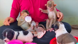 The happiest Moment!! Welcome new friend puppies  Little Toto & Yaya happy playing with their friend