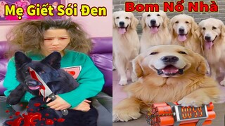 Thú Cưng TV | Trứng Vàng và Trứng Bạc #15 | Chó Golden Gâu Đần thông minh vui nhộn | Pets smart dog