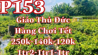 Mai vàng chơi tết p153 | 0338263831 Trang | Mai Chơi Tết giá rẻ 250k-140k-120k - 3 cây mã số giá rẻ