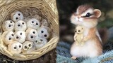 AWW SO CUTE! Cutest baby animals Videos Compilation Cute moment of the Animals - Cutest Animals #3