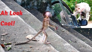 Ah Look Super And Fantastic!, Old Mama Baby Bean Gets Up The Car For Receiving Foods