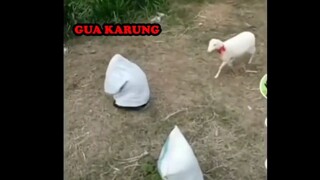 kamuflase jadi karung 🤣