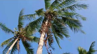 Thai Country Life วิธีปอกเปลือกมะพร้าว 【วิถีชาวบ้านริมคลอง】