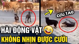 Tổng hợp tình huống 'HÀI ĐỘNG VẬT' không cười không lấy tiền P5 | Tin 3 Phút Hài