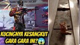 KUCING INI KESANGKUT GARA GARA INI?