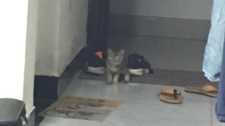 Tak disangka, tiba-tiba seekor anak kucing datang ke rumah...