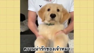 เพื่อนตัวน้อย สัตว์เลี้ยงแสนซน : ความน่ารักของเจ้าหมา