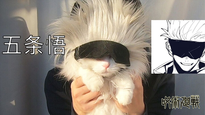 Mèo|Mèo cosplay Satoru trong "Jujutsu Kaisen"