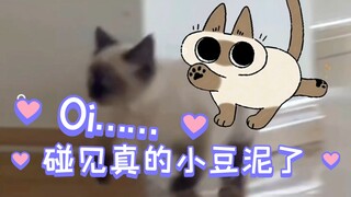 小豆泥但是真猫版！