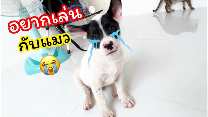 อยากเล่นกับแมวอ่ะแม่  หมาขอเข้าบ้านอยากเล่นกับแมว
