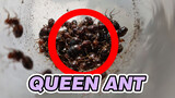 What does it feel like to have caught over 30 queen ants?