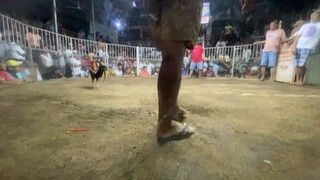 Win 3cock derby di na fight last fight (first fight)