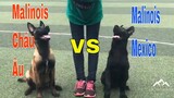 Chuyên gia Huấn luyện chó bảo vệ So sánh Malinois Eu Line và Malinois Mexico Line.