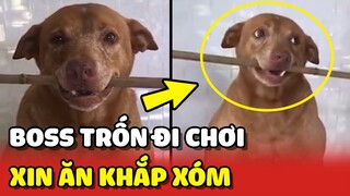 Chú chó bị mẹ PHẠT vì TRỐN ĐI CHƠI mà còn XIN ĂN khắp xóm 😂 | Yêu Lu