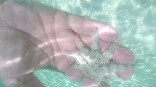 STARFISH MATING SEASON ~ 10.000 stars in the light of day in the philippines GOPR3065