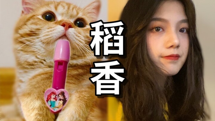 【稻香】B站最懂乐器的猫和甜美小姐姐翻唱周董经典歌曲，是种怎样的体验？