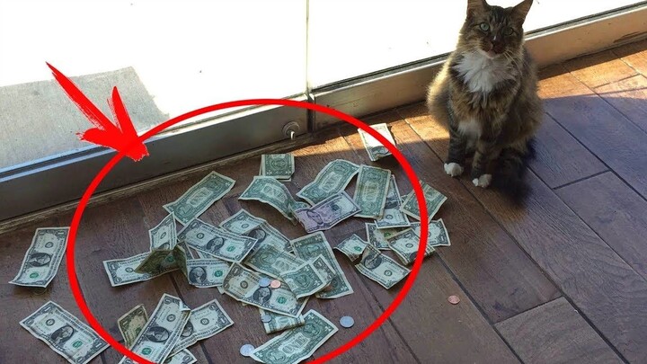 被收养的流浪猫每天给主人送来很多钱，主人用摄像头发现了真相