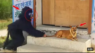 latest gorilla Frank on Indian Street dogs