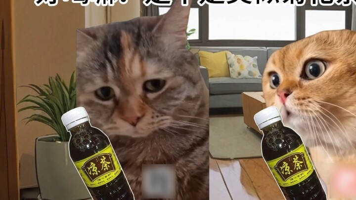 [Cat meme] Trà thảo dược Quảng Đông còn đắng hơn cả mạng sống của tôi...