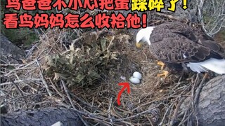 鹰爸爸不小心踩碎了一个鸟蛋！鸟妈妈的反应笑死人，一孕傻三年啊！