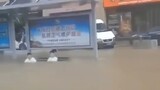 Video Lucu-Cuplikan Perilaku Aneh Saat Hujan Lebat