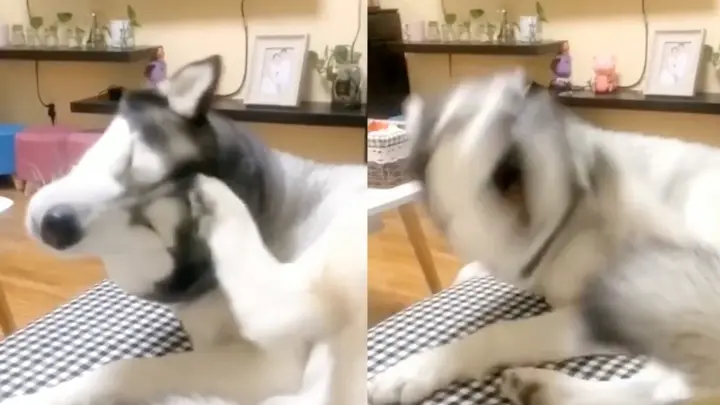 [Animals]The funny moment of dogs