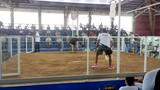 2nd fight"Red kelso crosses WIN At Bato cockpit arena (2wins derby)