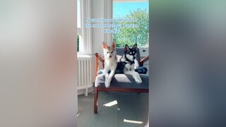 Ask us your questions in the comments! 👇🏽 LearnOnTikTok kleekai pets dogs alaskankleekai