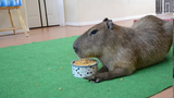 JoeJoe the Capybara กินข้าวโพดหนึ่งชาม