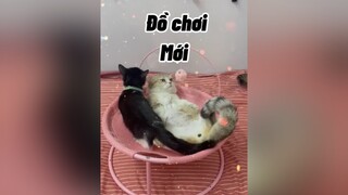 Con nhà nghèo có đồ chơi mới ạ cat mèo