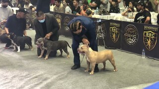 BBC ABKC MELTDOWN BULLY SHOW | American Bully Pocket Female 1-2 yrs old Category | March 7, 2022