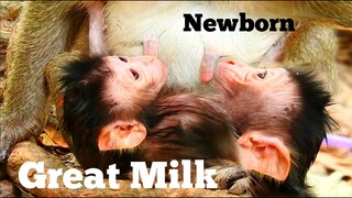 GREAT MILK.!​ NEWBORN BABY MONKEY JUST BORN ONE DAY AGO FEED MILK FULL, ADORABLE CUTE NEW BABY ANYA