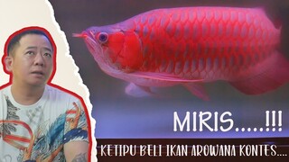 Ketipu beli arowana super red spek kontes?? Beberapa tips ini mungkin bisa jadi solusinya.